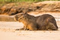 Sunlit Capybara Female and Baby on Sand. Royalty Free Stock Photo