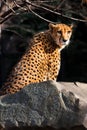 Sunlit cheetah with bright orange hair sits on a stone, dark background Royalty Free Stock Photo