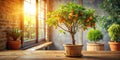 Sunlit citrus tree in rustic pot on wooden table near window. Generative AI Royalty Free Stock Photo
