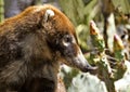 Coatimundi Portrait taken in Arizona