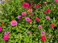 Sunlit Colorful Pretty Zinnia Flowers in the Garden