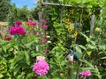 Sunlit Colorful Pretty Zinnia Flowers in a Green Garden