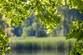 Sunlit common oak leaves on branches over water with green reed reflection. Quercus robur Royalty Free Stock Photo