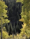 Sunlit conifer trees and aspens in Kebler Pass Crested Butte Colorado America in the morning sun of Fall Royalty Free Stock Photo