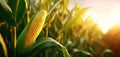 The sunlit corn ear surrounded by lush green foliage at sunset. AI generated image Royalty Free Stock Photo