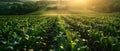 Sunlit Cornfields with an Intricate Irrigation Symphony. Concept Agricultural Photography, Natural