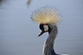 Sunlit crane Royalty Free Stock Photo