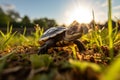 Sunlit Cute Little Turtle Outdoors