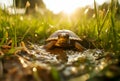 Sunlit Cute Little Turtle Outdoors