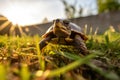 Sunlit Cute Little Turtle Outdoors