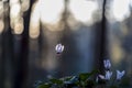 Sunlit cyclamens on forest background with spiderweb Royalty Free Stock Photo