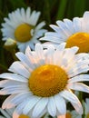 Sunlit daisies close up Royalty Free Stock Photo