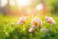 Sunlit Daisies in a Lush Green Meadow Royalty Free Stock Photo