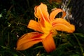 Sunlit Day Lily Royalty Free Stock Photo