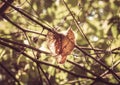 Sunlit decaying leaf among some twigs