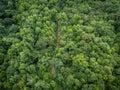 Sunlit dirt path winds through deep green forest in early summer Royalty Free Stock Photo