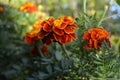 Sunlit double flowers of red marigolds tagetes among carved green leaves. Summer photography in the garden. Royalty Free Stock Photo
