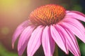 Sunlit echinacea flower also called as purple coneflower with bright pink petals and yellow core with stamen and pistils. Royalty Free Stock Photo