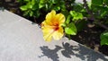 Sunlit Elegance: Shadows of yellow flower, Hibiscus rosa-sinensis Royalty Free Stock Photo