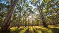 Sunlit Eucalyptus Forest Royalty Free Stock Photo