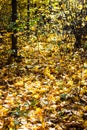 Sunlit fallen yellow maple leaves on ground in forest Royalty Free Stock Photo