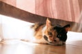 Sunlit Feline Nook: Tricolor Cat Lounging by the Window Curtains