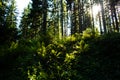 Sunlit Fern in Forest Royalty Free Stock Photo