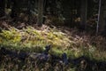 Sunlit Ferns in the Coconino National Forest Along the Kachina T Royalty Free Stock Photo