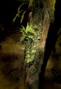 Sunlit ferns growing on a nurse log. Vancouver Island, British Columbia, Canada Royalty Free Stock Photo