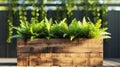 Outdoor Potted Ferns in Wooden Crate