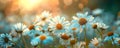 Sunlit Field with Vibrant Daisies and Bokeh Background. Concept Summer Portraits, Nature Photography, Wildflower Field Royalty Free Stock Photo