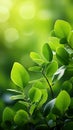 Sunlit foliage Fresh green leaves with bokeh on nature backdrop