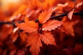 Sunlit foliage in vibrant shades of orange and deep crimson