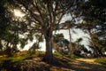 A sunlit footpath winds through a tranquil forest scene, with towering eucalyptus trees and pine trees Royalty Free Stock Photo