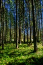 Sunlit Forest in Austria