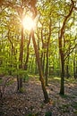 Sunlit forest Royalty Free Stock Photo