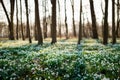 Sunlit forest full of snowdrop flowers in spring season