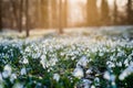 Sunlit forest full of snowdrop flowers in spring season