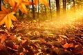 Sunlit forest ground in autumn