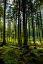 Sunlit Forest on Hill in Austria Royalty Free Stock Photo