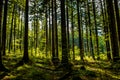 Sunlit Forest on Hill in Austria Royalty Free Stock Photo