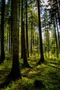 Sunlit Forest on Hill in Austria Royalty Free Stock Photo