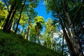 Sunlit Forest on Hill in Austria Royalty Free Stock Photo