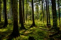 Sunlit Forest on Hill in Austria Royalty Free Stock Photo