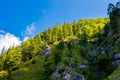 Sunlit Forest on Mountain in Austria Royalty Free Stock Photo