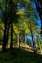 Sunlit Forest on Mountain in Austria Royalty Free Stock Photo