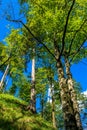 Sunlit Forest on Mountain in Austria Royalty Free Stock Photo