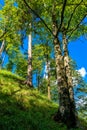 Sunlit Forest on Mountain in Austria Royalty Free Stock Photo