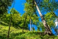 Sunlit Forest on Mountain in Austria Royalty Free Stock Photo
