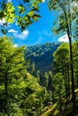 Sunlit Forest on Mountain in Austria Royalty Free Stock Photo